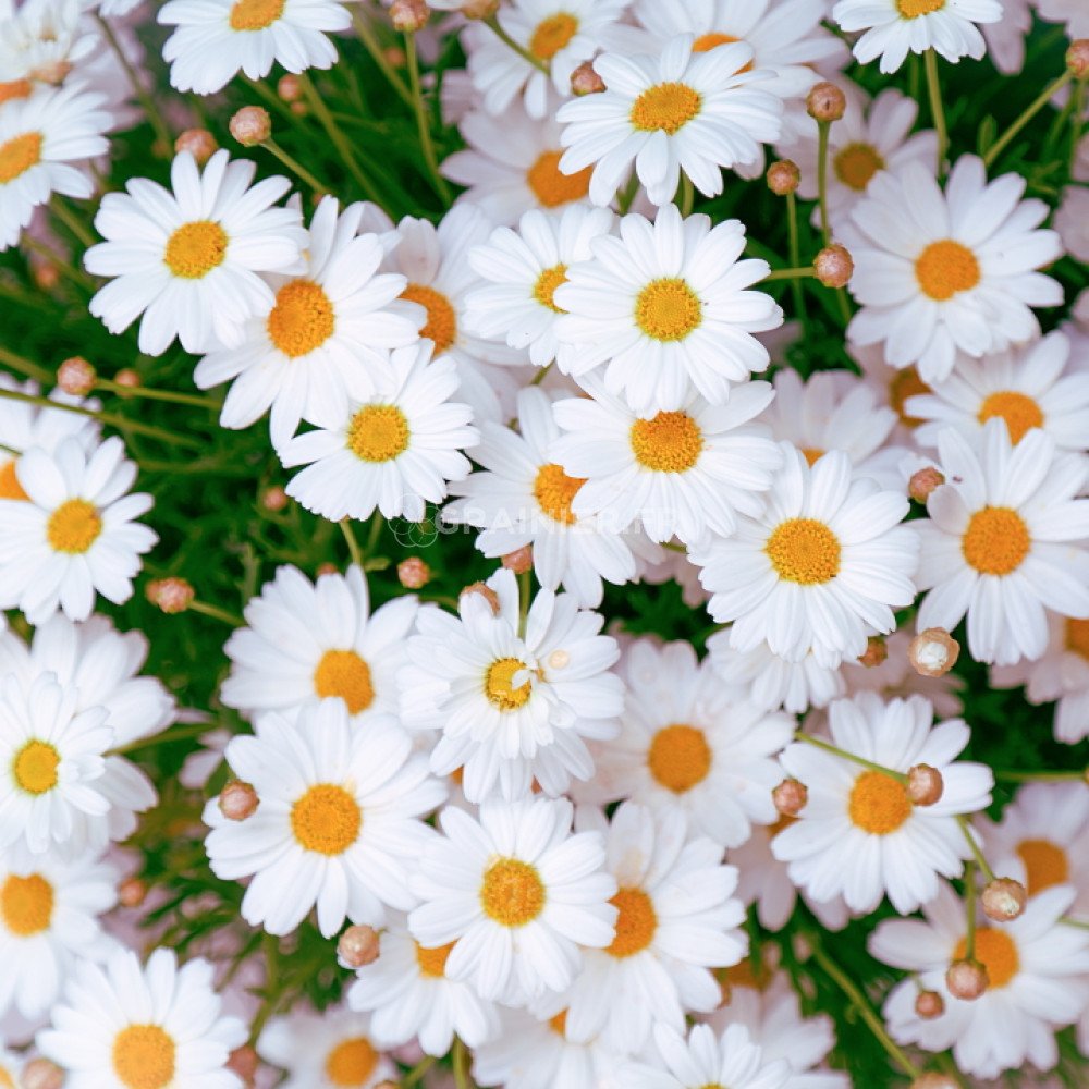 Graines Pour Pelouse Avec Marguerites - Croissance Rapide, Mélange Double Variété (200gr Pour 10m²)